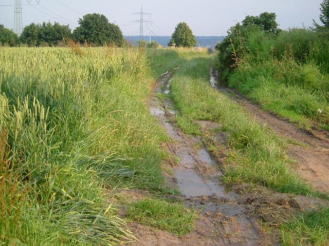 2004_0705_172834 (41).JPG - Rhönweg (ehem. Salinger Weg) in Höhe der Aufforstungsfläche - Blickrichtung: Süden